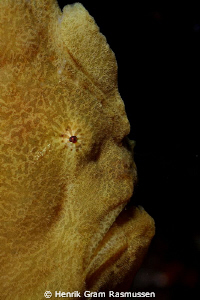 Giant Frogfish by Henrik Gram Rasmussen 